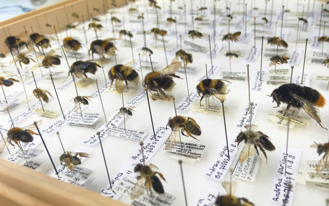 Honey Bees and Wild Bees